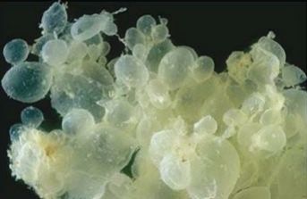 孕期见红对胎儿出生以后有影响吗,孕妇见红第几天生孩子正常