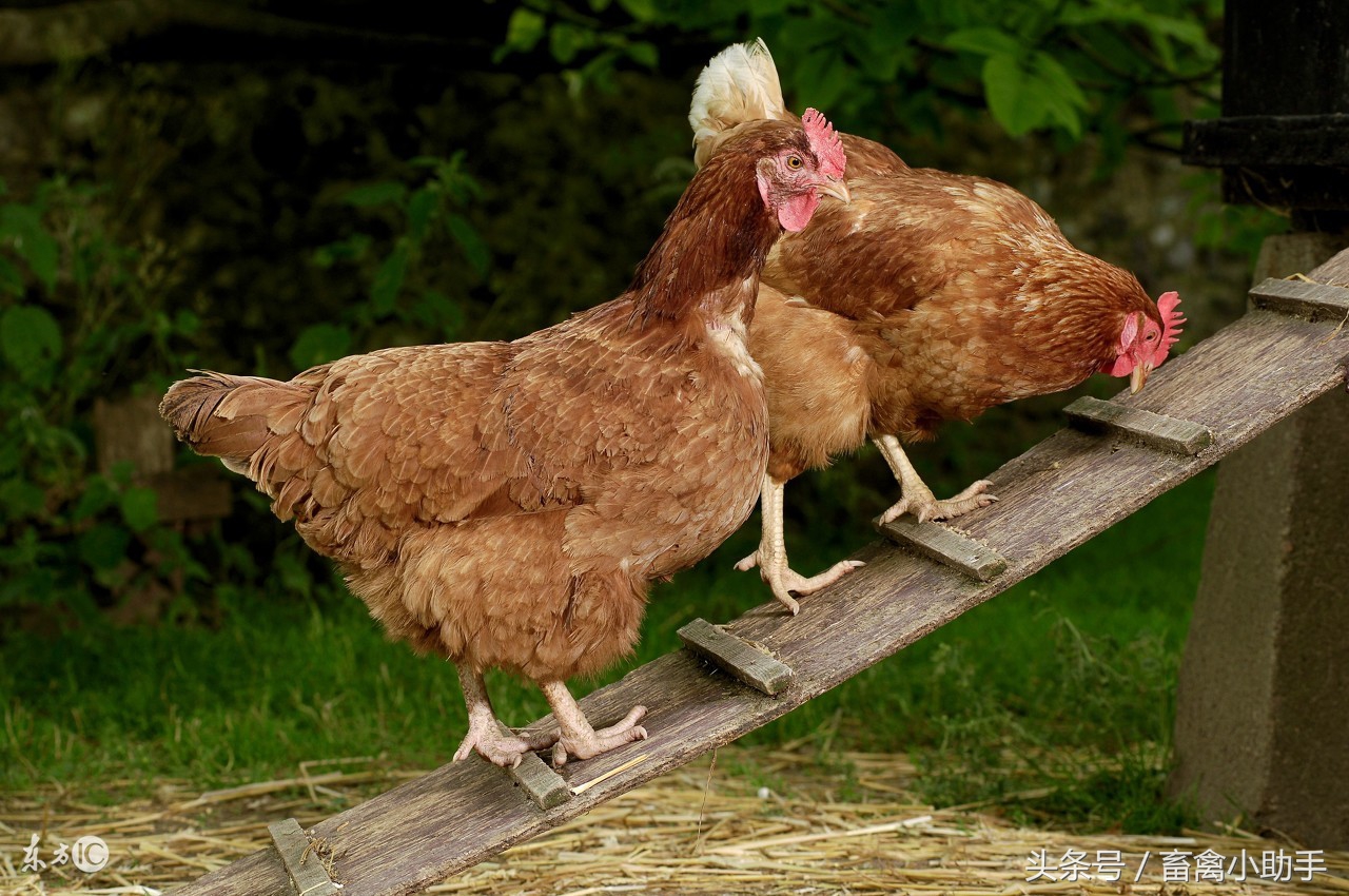 鸡出现啄肛不要慌，掌握这几点很受益