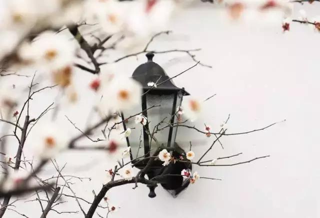 腊八十首经典诗词,赞美腊八饭的诗