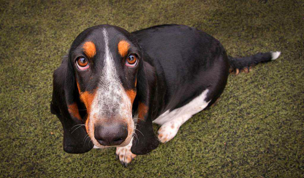 狗狗鼻子总是湿湿的怎么回事,狗狗鼻子很湿怎么回事有水