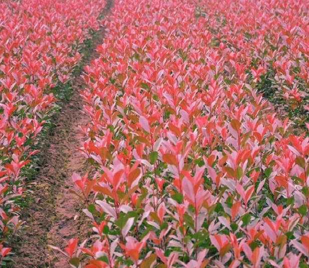 泰州移栽红叶石楠18公分养殖方法,红叶石楠秋季移栽方法及注意事项