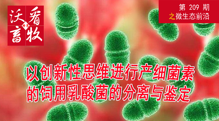 以创新性思维进行产细菌素的饲用乳酸菌的分离与鉴定|微生态前沿