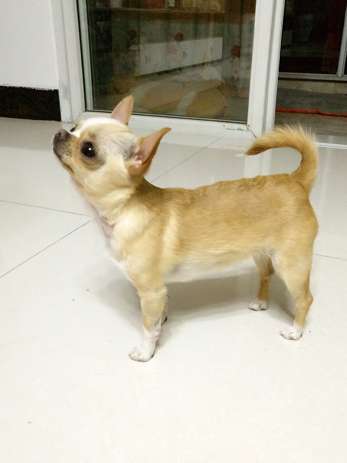 吉娃娃好养吗有哪些缺点,吉娃娃咬人不想养了