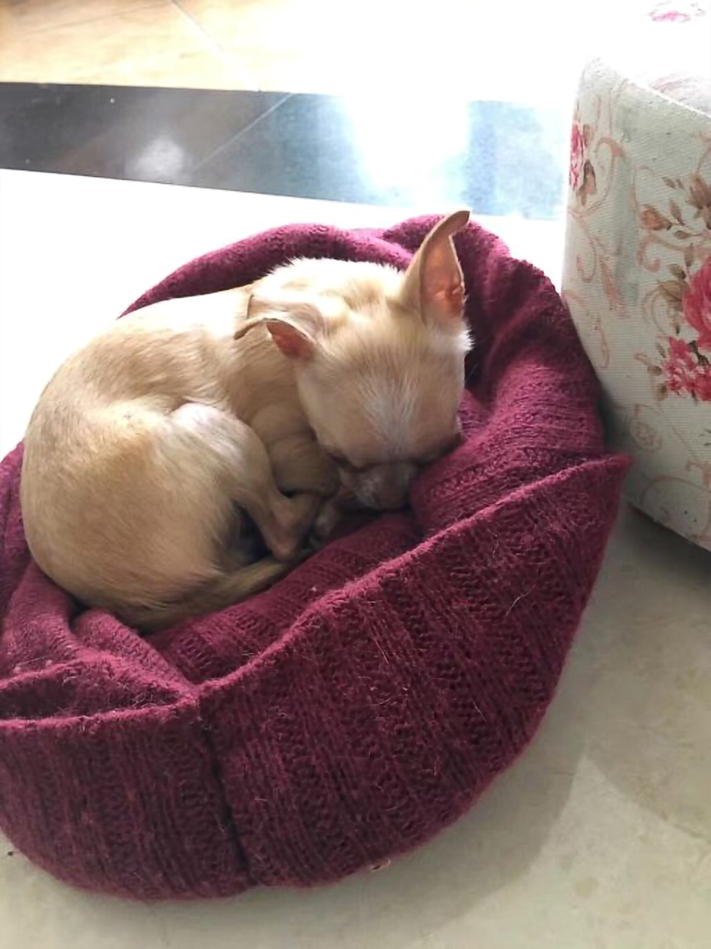 吉娃娃好养吗有哪些缺点,吉娃娃咬人不想养了