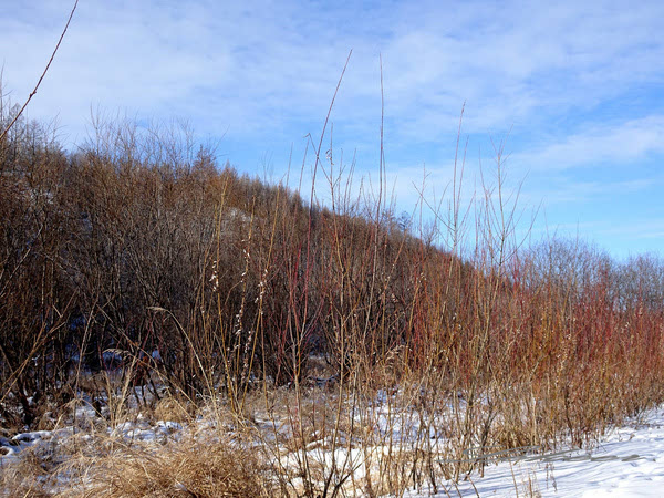 黑河兴安岭中有一个村款待客人方式怎么和蒙古族人一样？