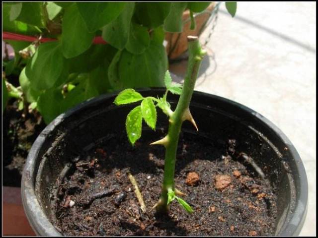 月季扦插时遇到假活怎么处理,月季扦插假活