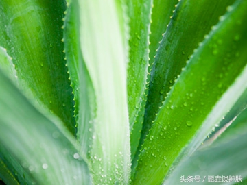 夏日必备神器芦荟胶来啦,神奇芦荟胶