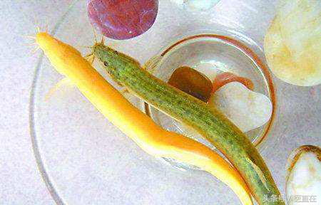 水中参的作用和功效,水中人参的功效与作用