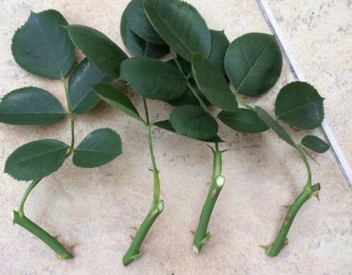 月季扦插时遇到假活怎么处理,月季扦插假活