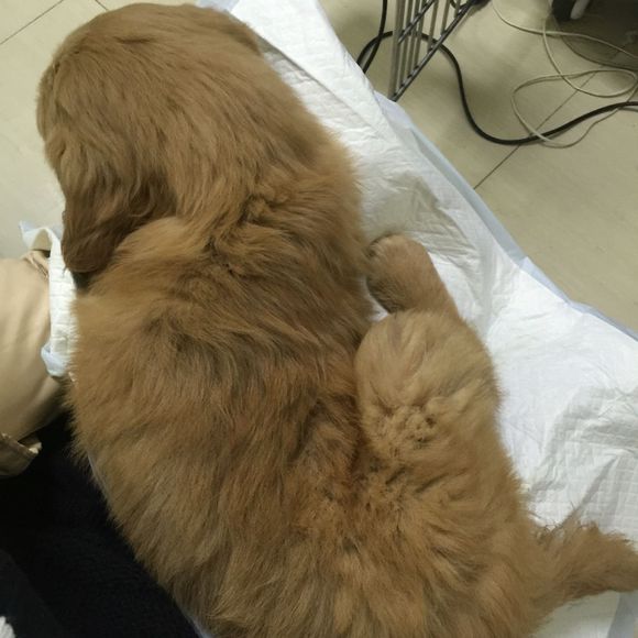 金毛8个月得了细小自救,两个月狗狗得了细小和冠状