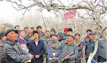 如何区分库尔勒香梨的真假,库尔勒正宗香梨等级区分