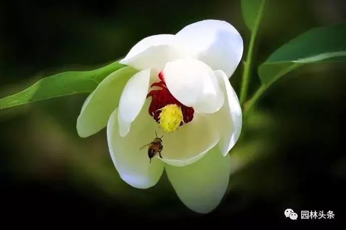 盘点史上最全中国各城市市花,中国各大城市的市花分别是什么