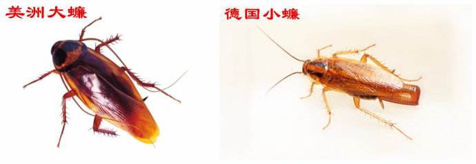 蟑螂药灭蟑螂排行前十,蟑螂药哪种效果最好用