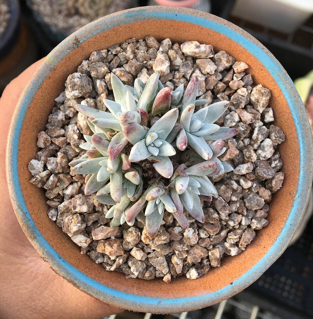 多肉爱杜丽丝仙女杯养护,雪山仙女杯多肉怎么繁殖