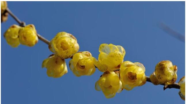 一支在寒冬绽放的腊梅,风雪中绽放的寒冬腊梅