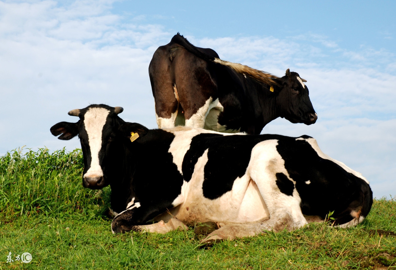 高产奶牛的特征,奶牛的品种与特征