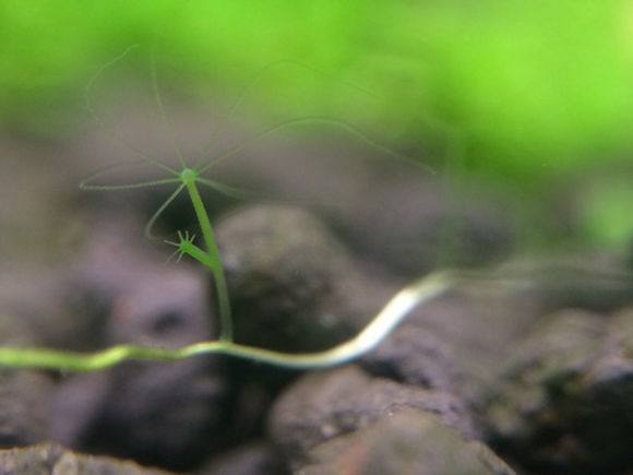 鱼缸怎么样培养硝化细菌,鱼缸如何培养硝化细菌