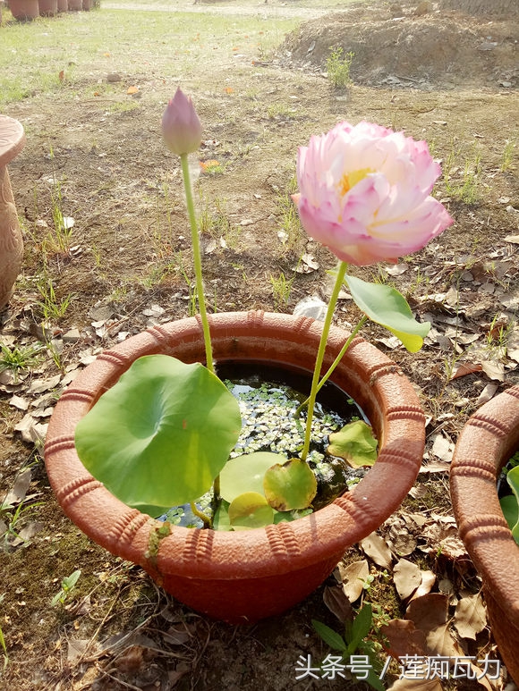 小型碗莲从种植到开花,碗莲养护基地在哪里