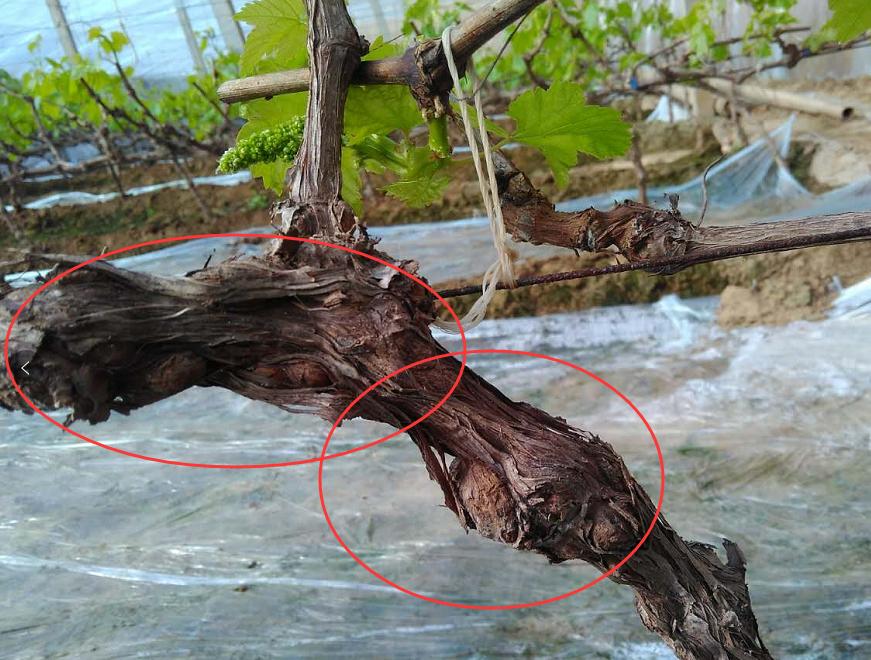 葡萄果园病虫害治理,葡萄全园病害图