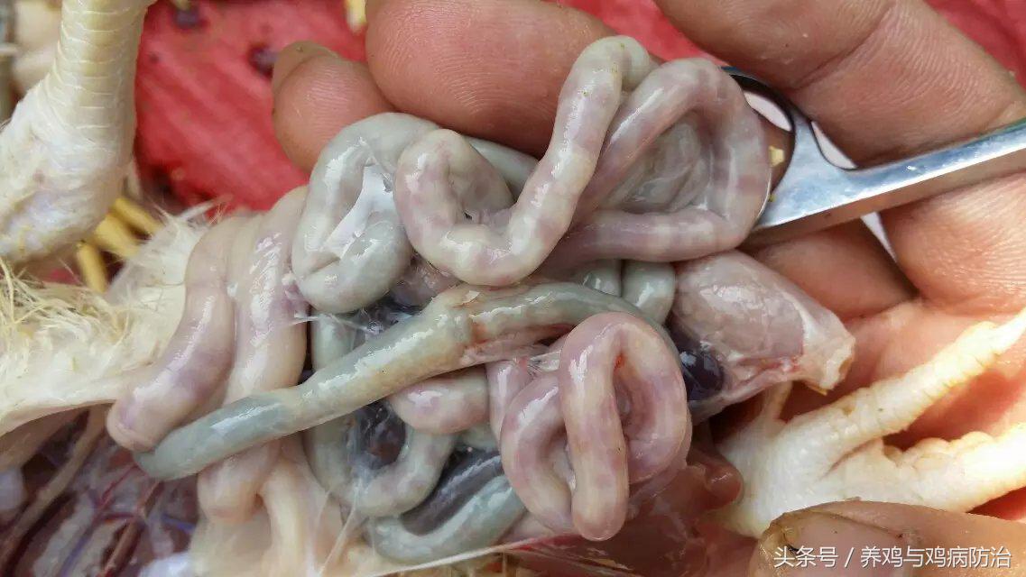 养鸡大全全部视频,养鸡视频大全100只鸡