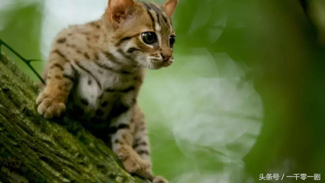 我打赌，这部「三级片」让你从此走上喵生巅峰！