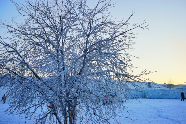 「新年目的地推荐一」金鸡之巅，边境梦雪，一路向北