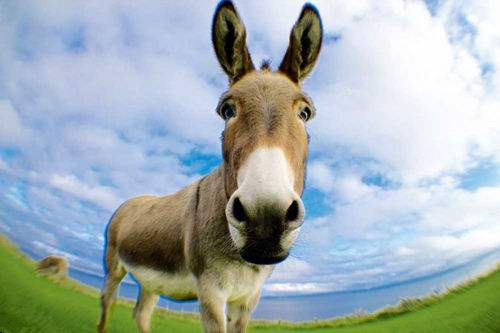 驴破伤风能治愈吗,驴咬了可以打破伤风吗