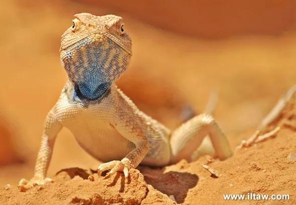 蓝色鬃狮蜥蜴稀有吗,鬃狮蜥黄系对比