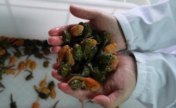 十年花近百万养蛙这才是真的爱蛙如子呀