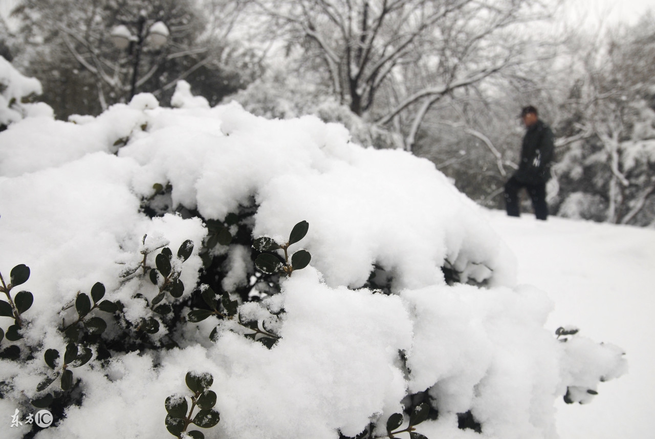 天气降温果树受冻,气温骤降果树如何才能度过严冬