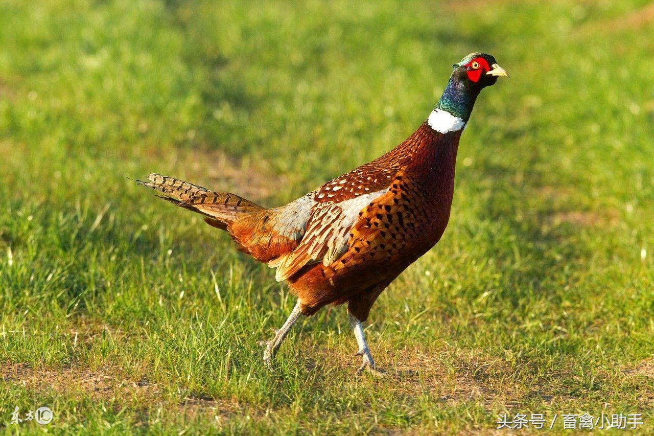 独辟蹊径养野鸡，收获很意外