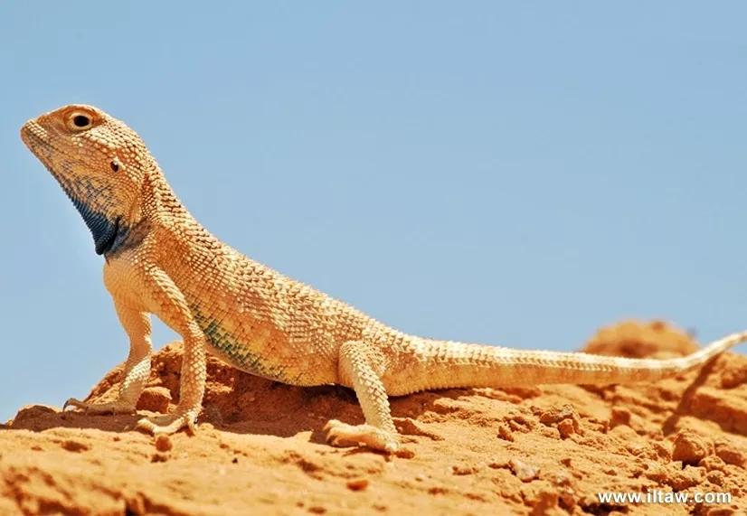 蓝色鬃狮蜥蜴稀有吗,鬃狮蜥黄系对比