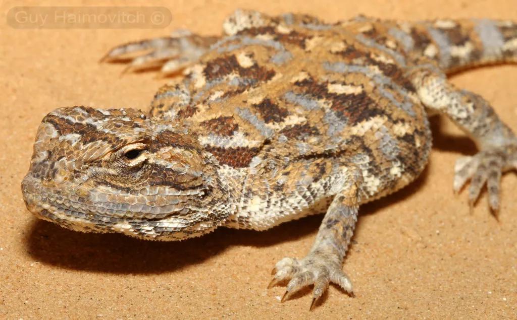 蓝色鬃狮蜥蜴稀有吗,鬃狮蜥黄系对比