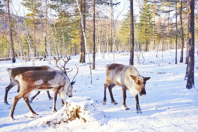 「新年目的地推荐一」金鸡之巅，边境梦雪，一路向北