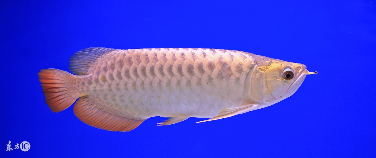 养好龙鱼需要什么设备,养好龙鱼的办法