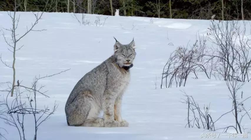 我打赌，这部「三级片」让你从此走上喵生巅峰！