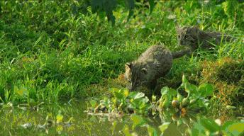 我打赌，这部「三级片」让你从此走上喵生巅峰！