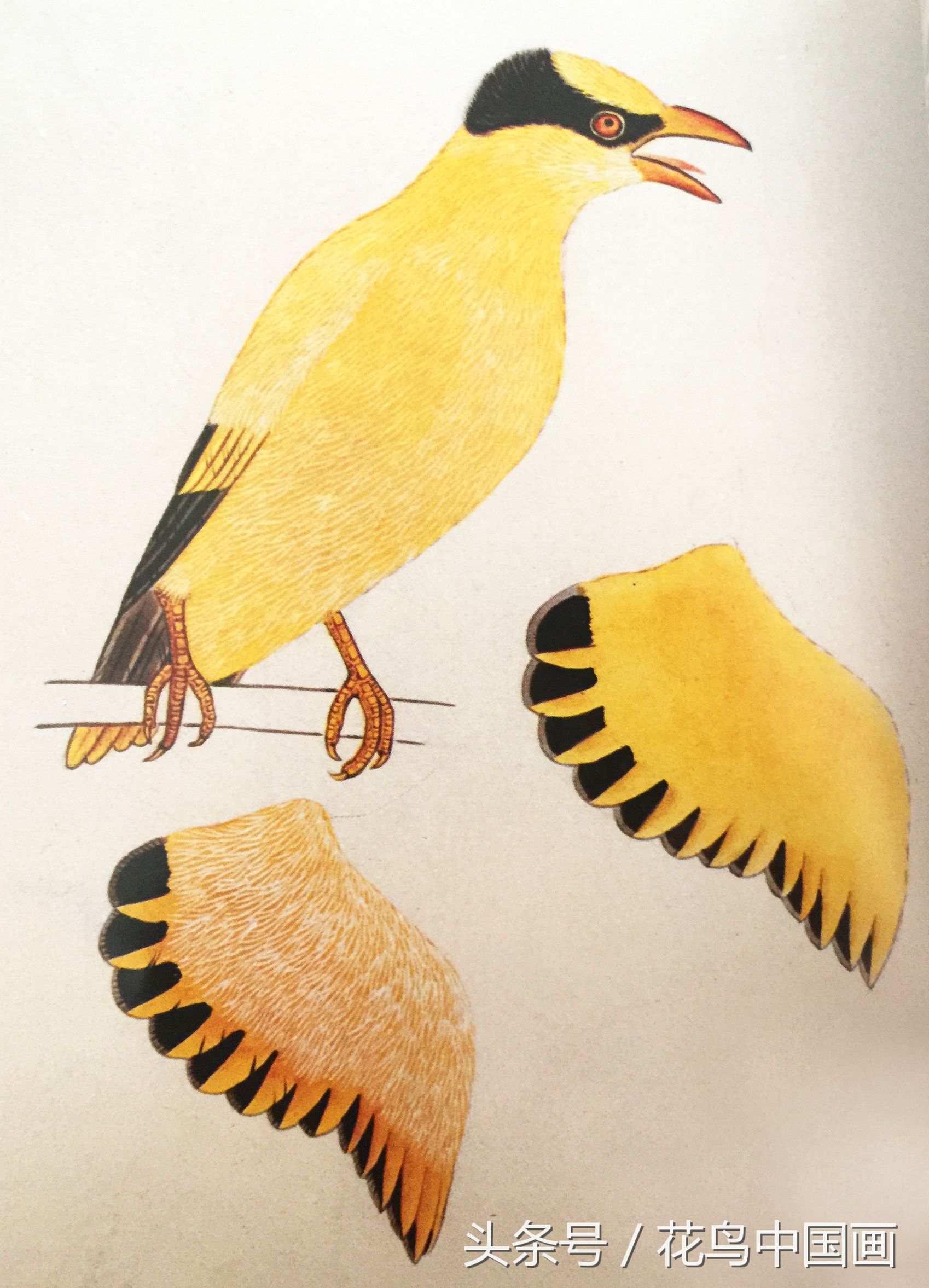 工笔国画白鸟的画法,写意花鸟羽毛技法