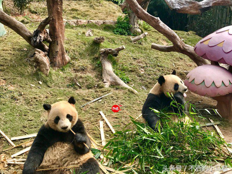 长隆野生动物园3天2晚亲子游,广州长隆野生动物园亲子游攻略