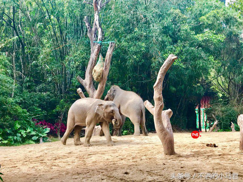 长隆野生动物园3天2晚亲子游,广州长隆野生动物园亲子游攻略