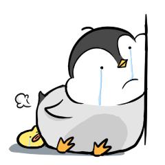 比小青蛙还萌的小企鹅——阿七，看一眼就会爱上的小贱萌