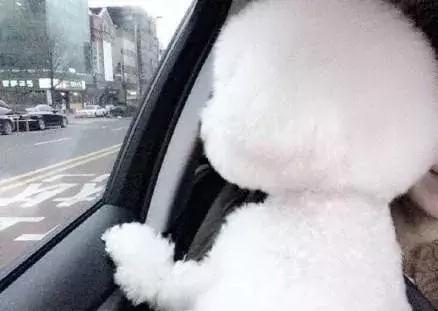 比熊犬视频大全集,比熊犬第三针怎么打