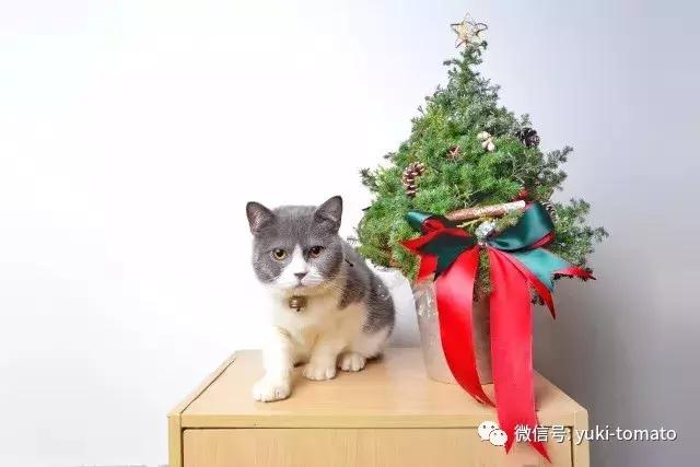 当我们探讨时我们在讨论什么,当我们谈论喝茶时我们在谈论什么