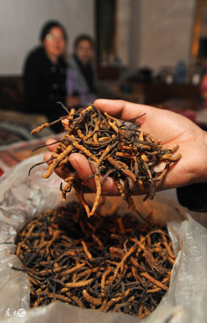 冬虫夏草哪一款最畅销 (真正的冬虫夏草大概多少钱)