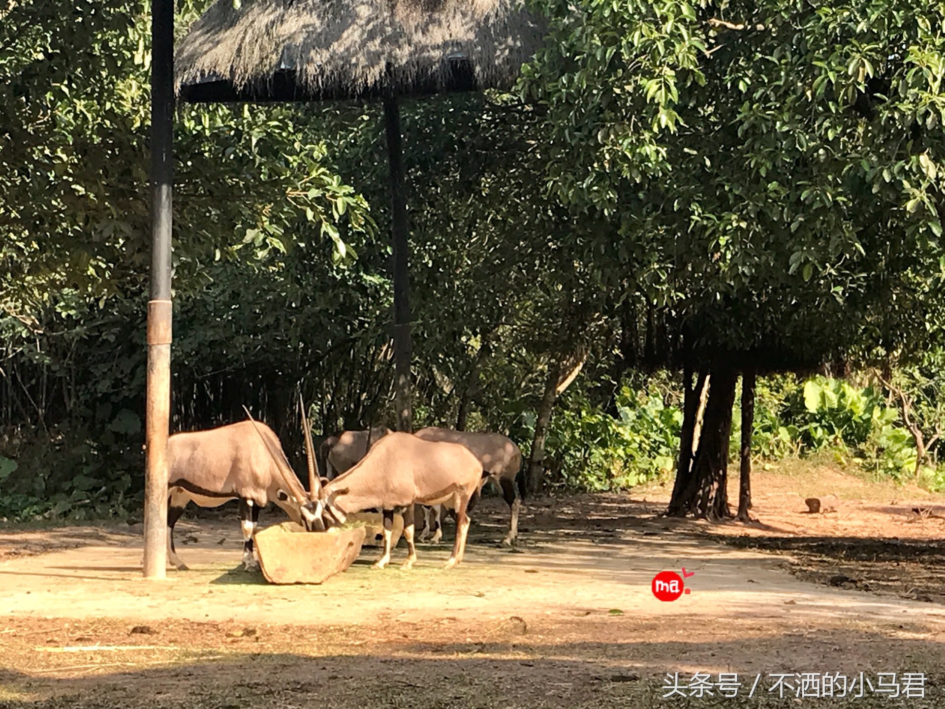 长隆野生动物园3天2晚亲子游,广州长隆野生动物园亲子游攻略