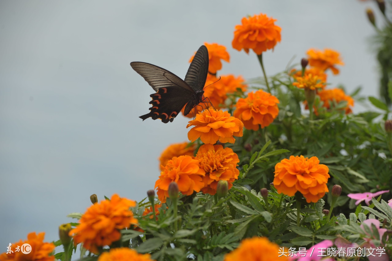 天各一方长相思望穿秋水君可知,望穿秋水君可知