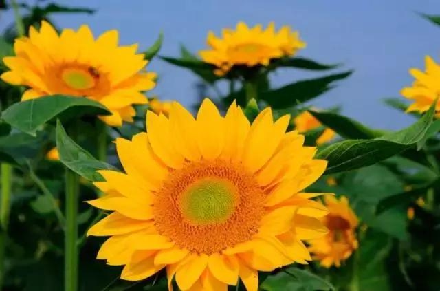 牛爆了原版视频,牛爆了