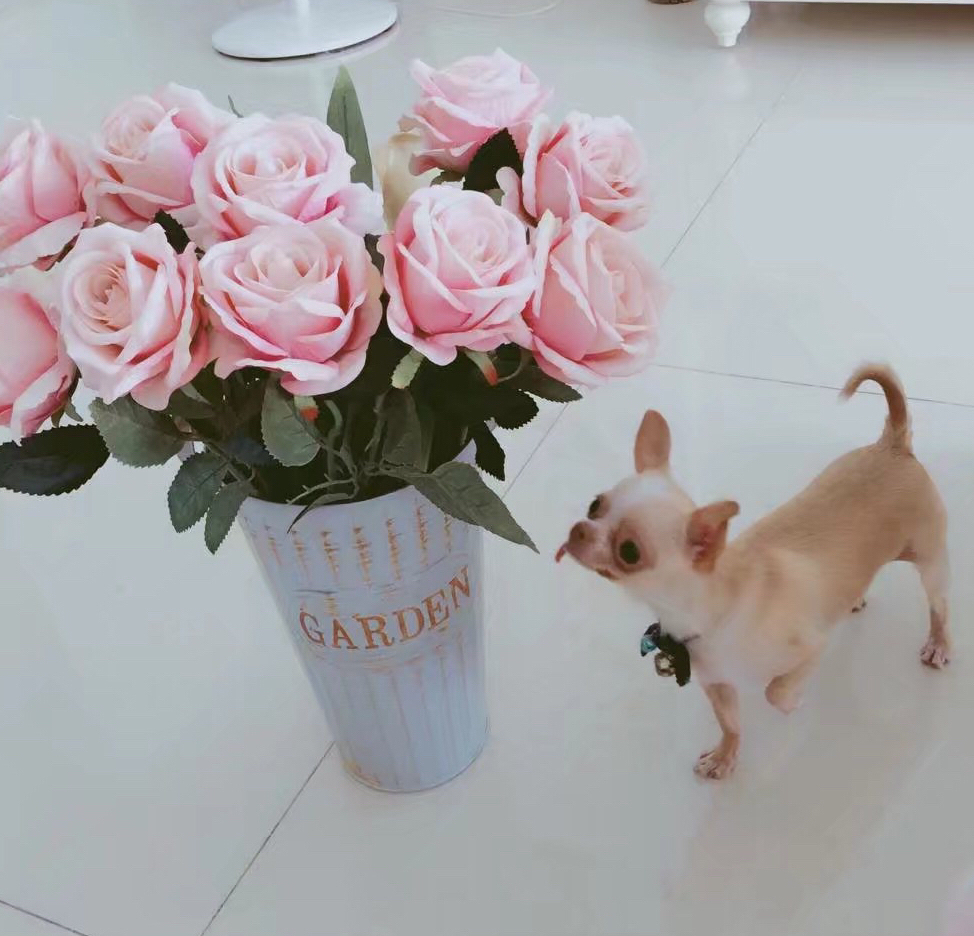 吐舌卖萌的叮叮猫——叮叮猫的由来