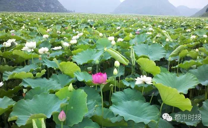 食色云南完整视频,食色云南在哪儿