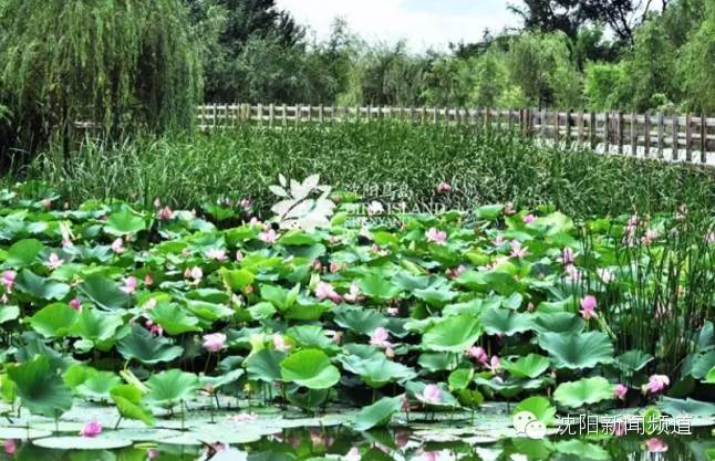 沈阳五一亲子游去哪玩,五一沈阳游玩攻略带孩子沈阳市内